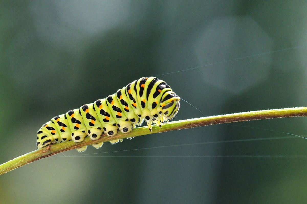 Гусеница бабочки Махаон