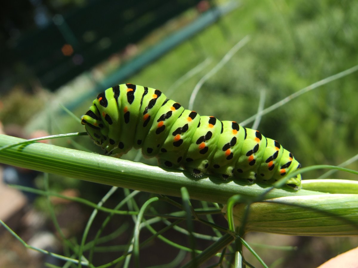 Papilio Machaon гусеница