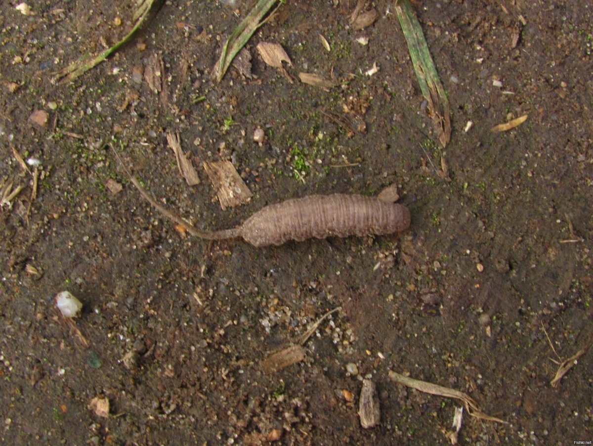 Личинка мухи пчеловидки