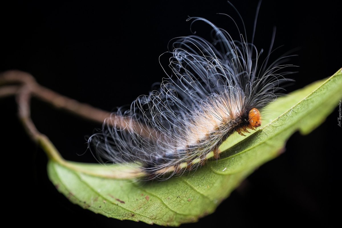 Гусеница японской бабочки-императора