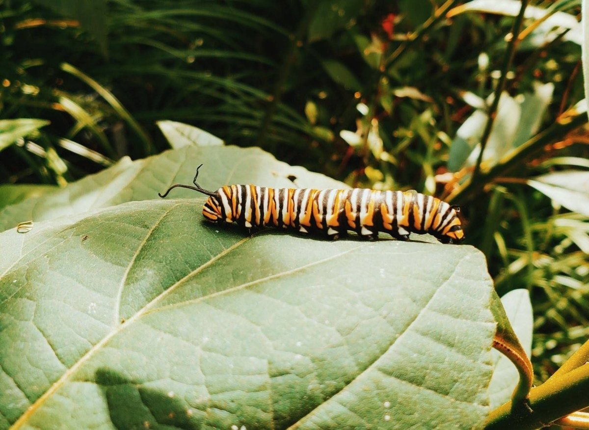 Лунка серебристая гусеница