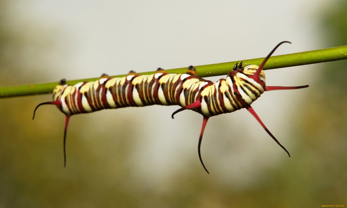Эвплоя Мульцибер гусеница