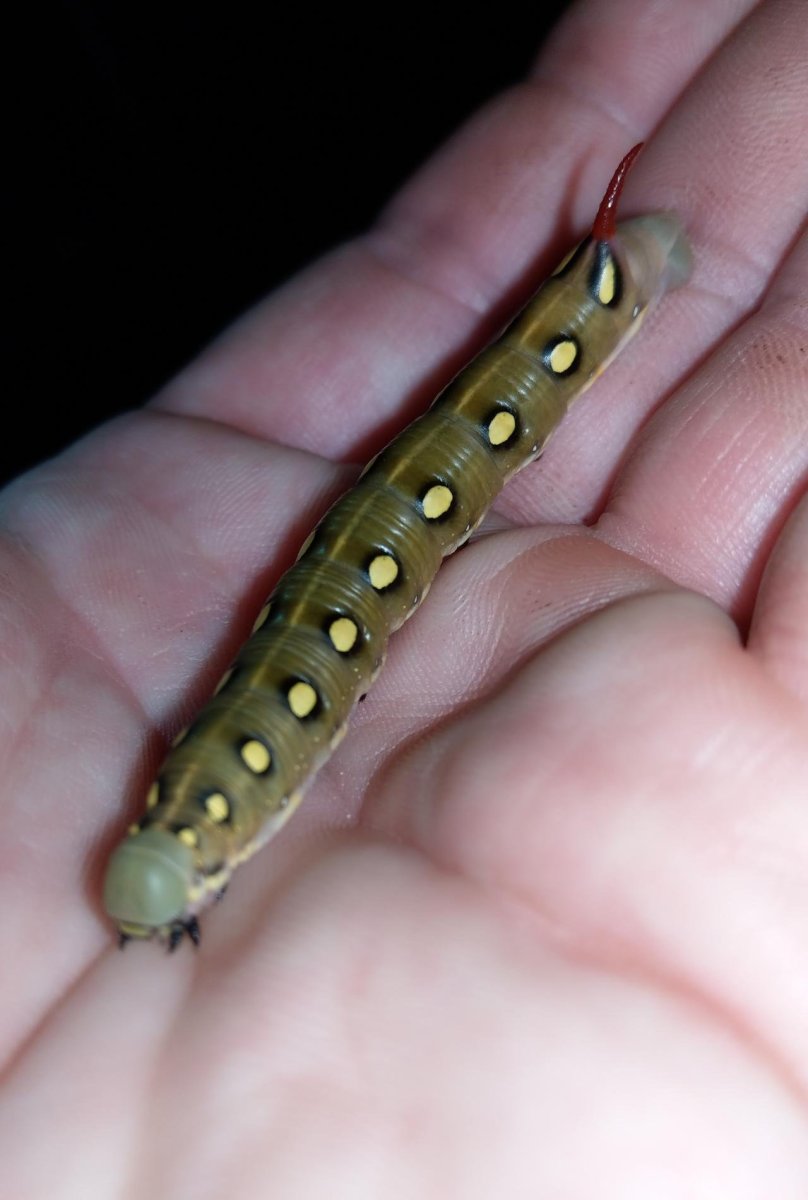 Гусеница с шипом на хвосте