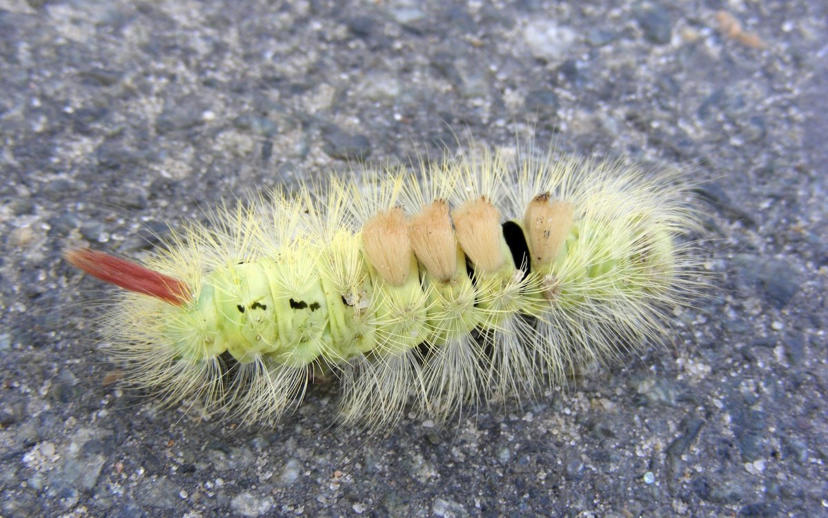 Гусеница альбинос