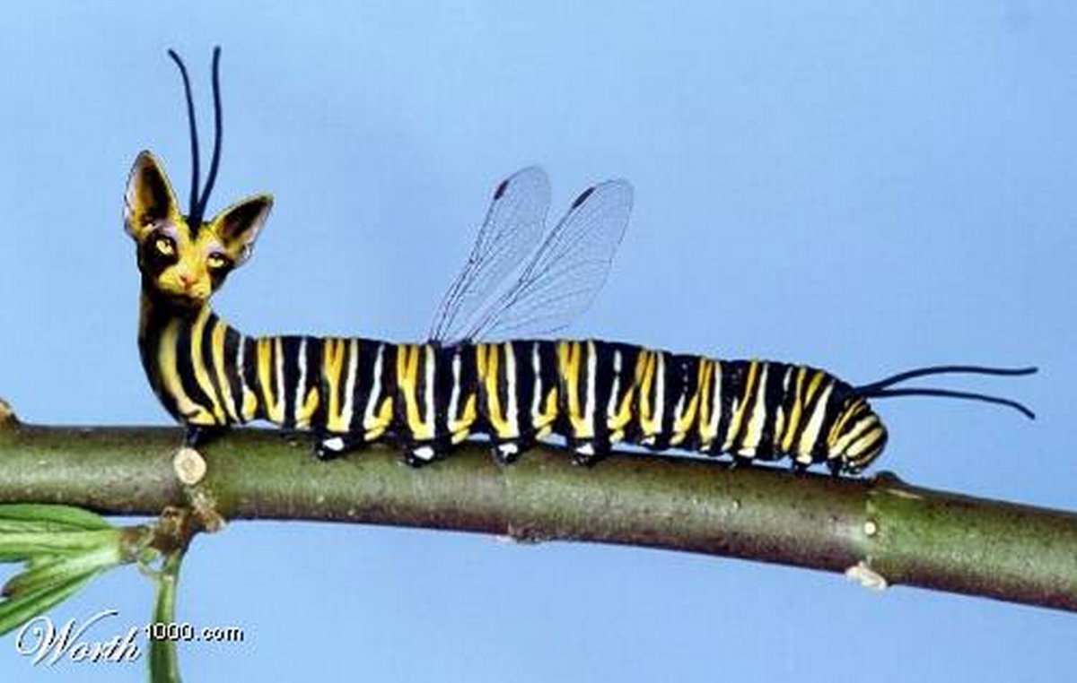 Гусеница кошачьего мотылька