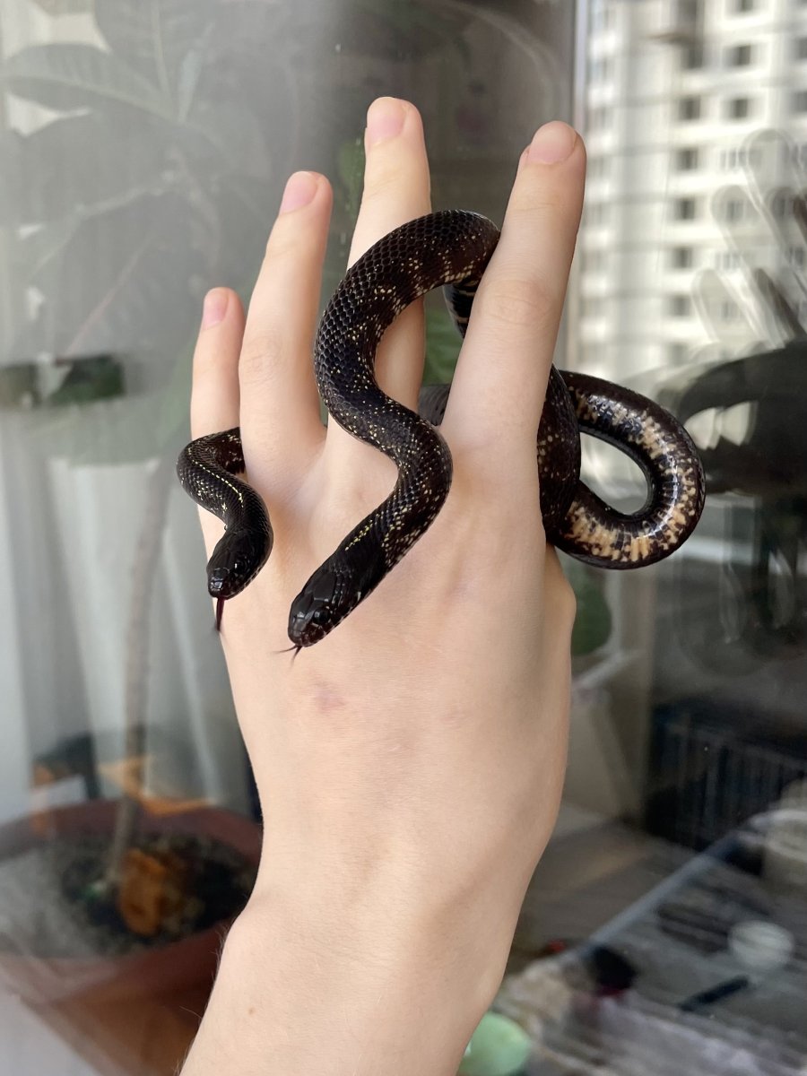 Королевские змеи домашние