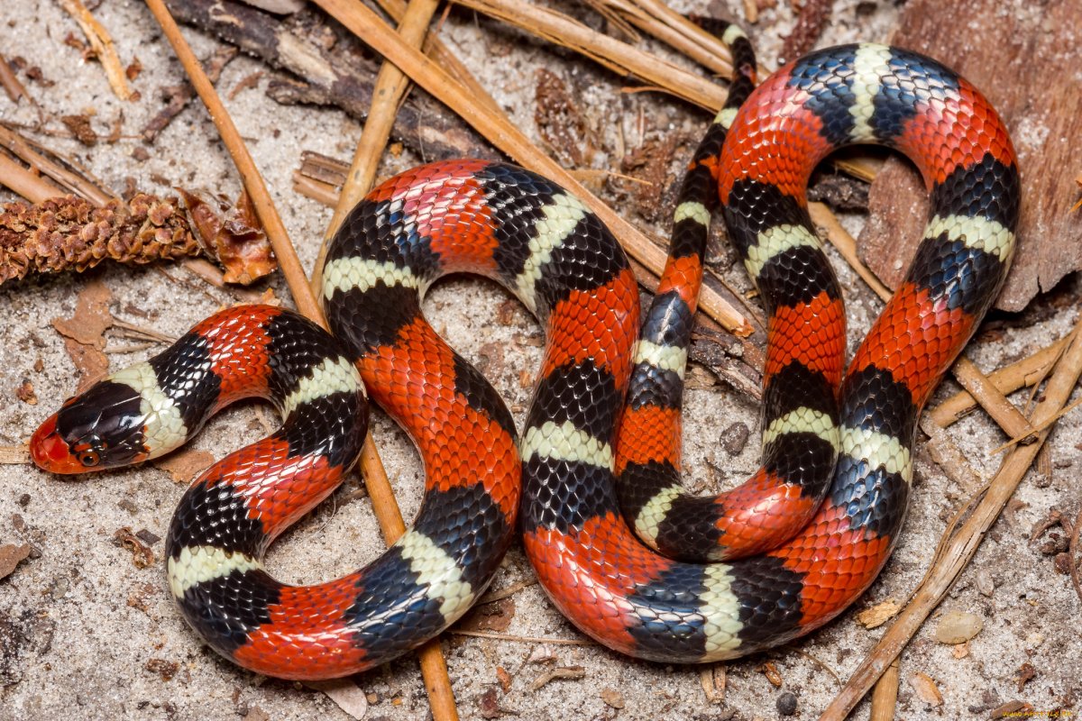 Lampropeltis Triangulum