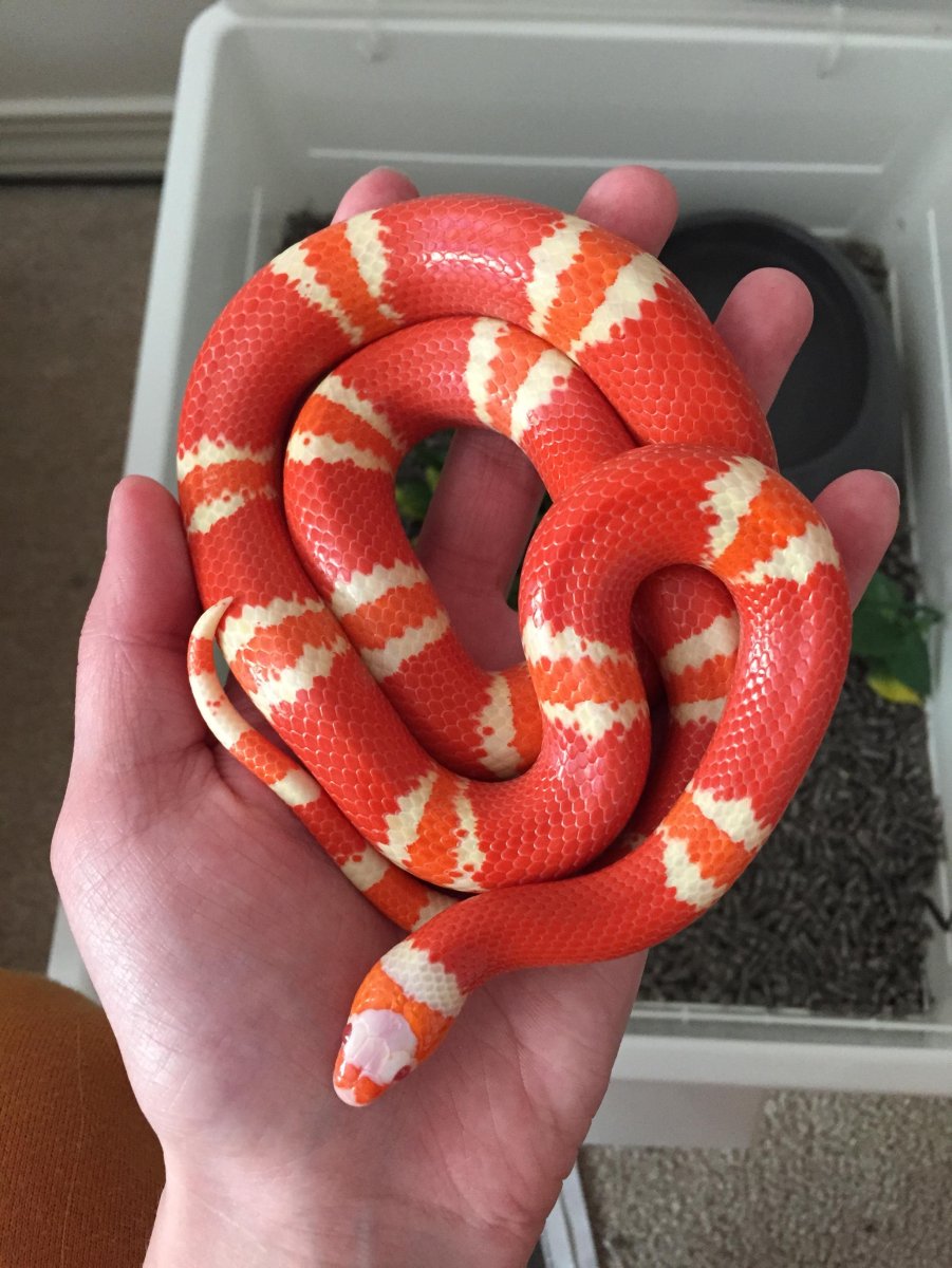 Lampropeltis Triangulum hondurensis Танджерин