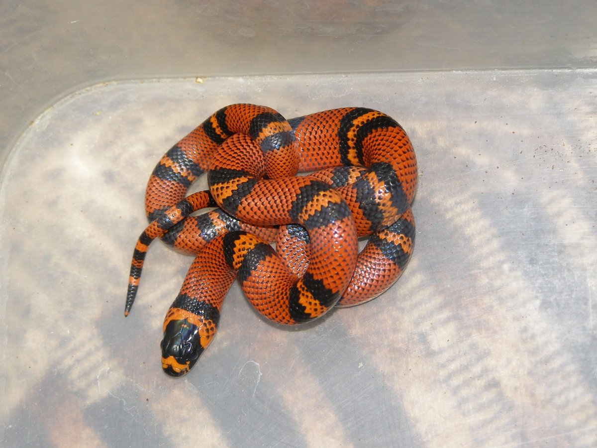 Молочная змея Гондурасская (Lampropeltis Triangulum hondurensis)