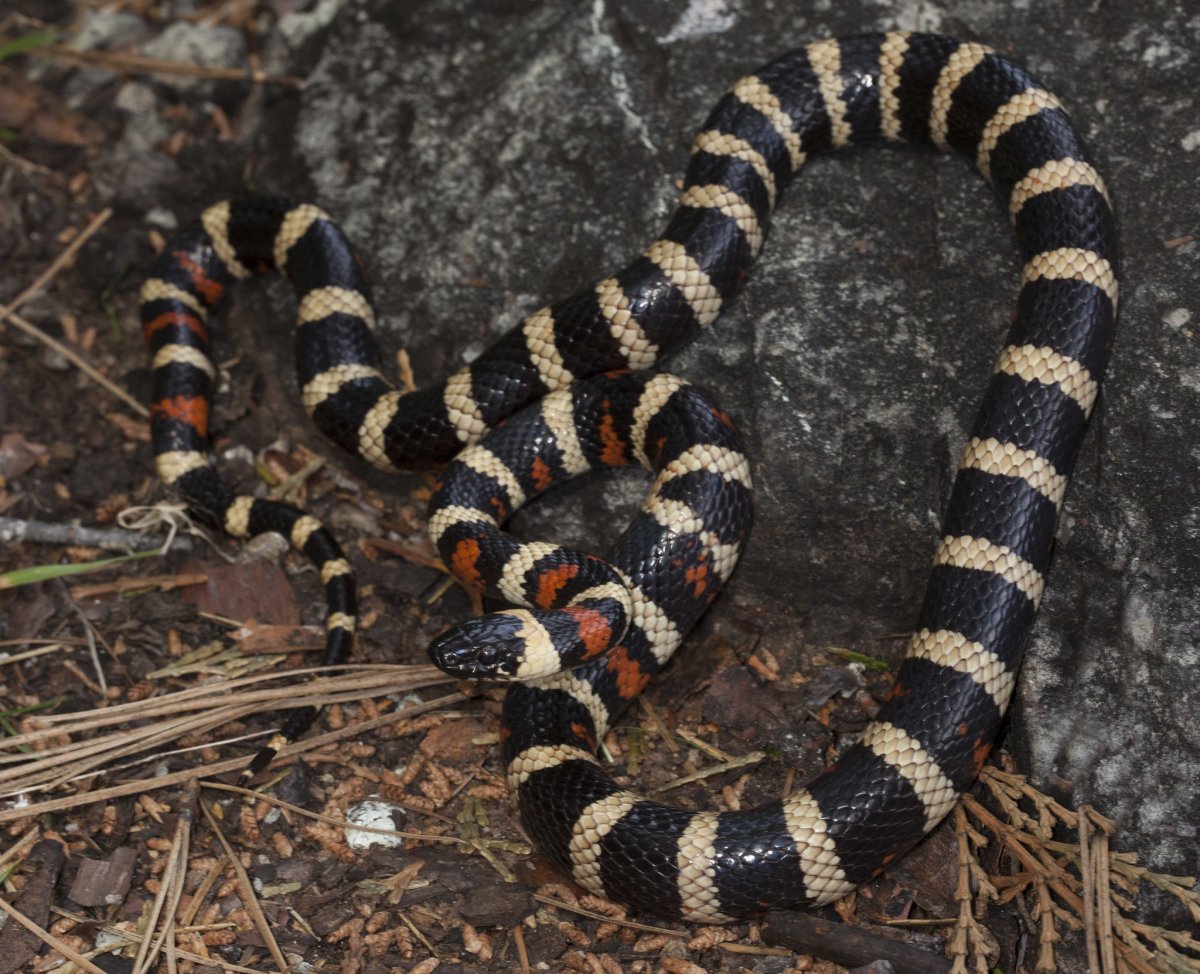 Королевская змея (Lampropeltis)