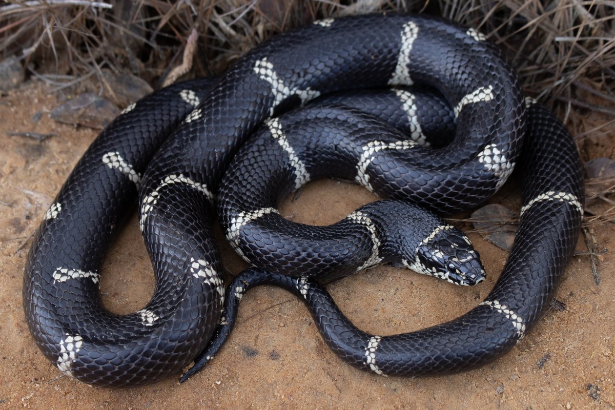 Lampropeltis getula