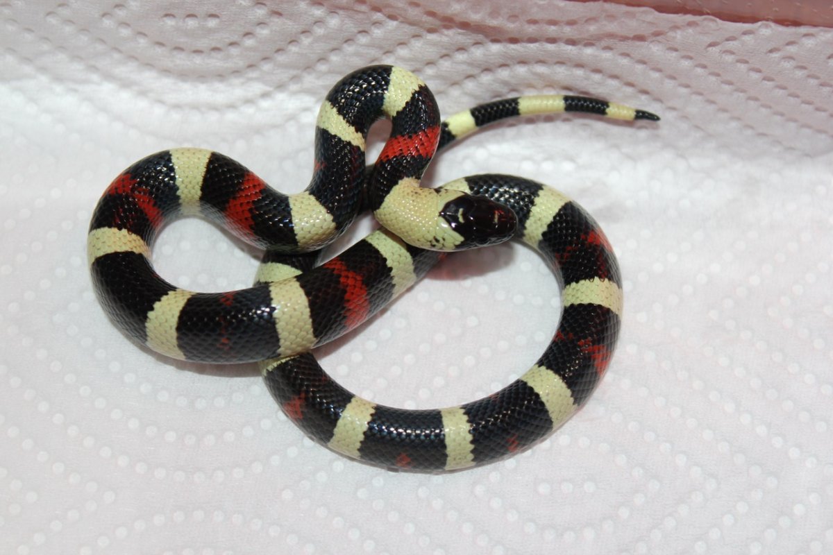 Королевская змея Кэмпбелла