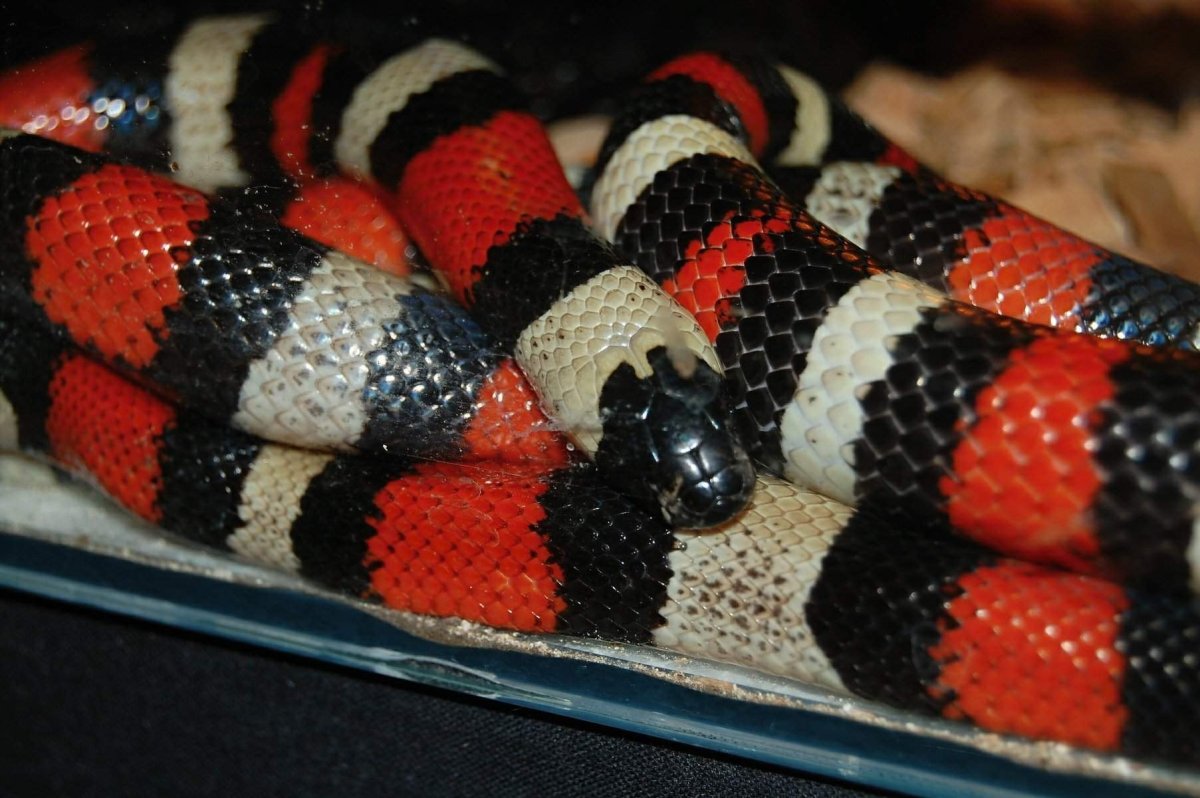 Королевская змея Кэмпбелла