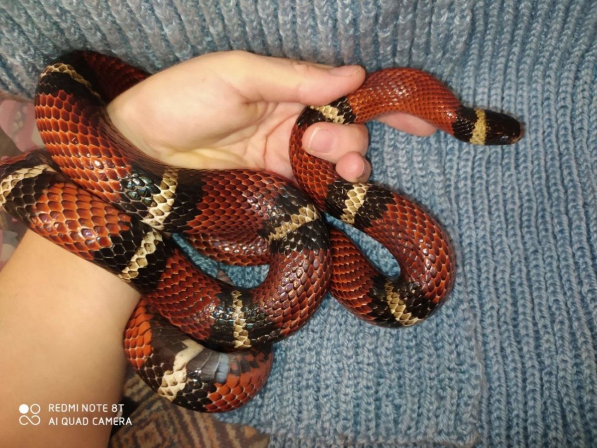 Королевская синалойская молочная змея