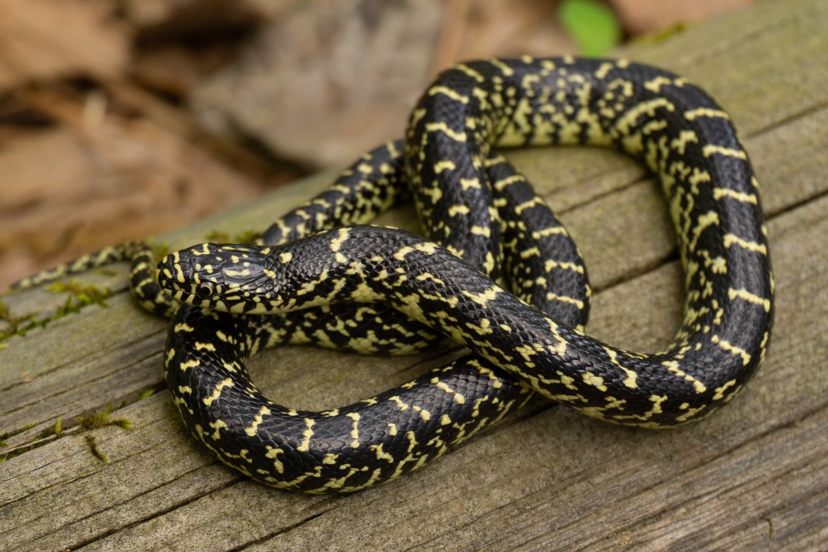 Королевский полоз