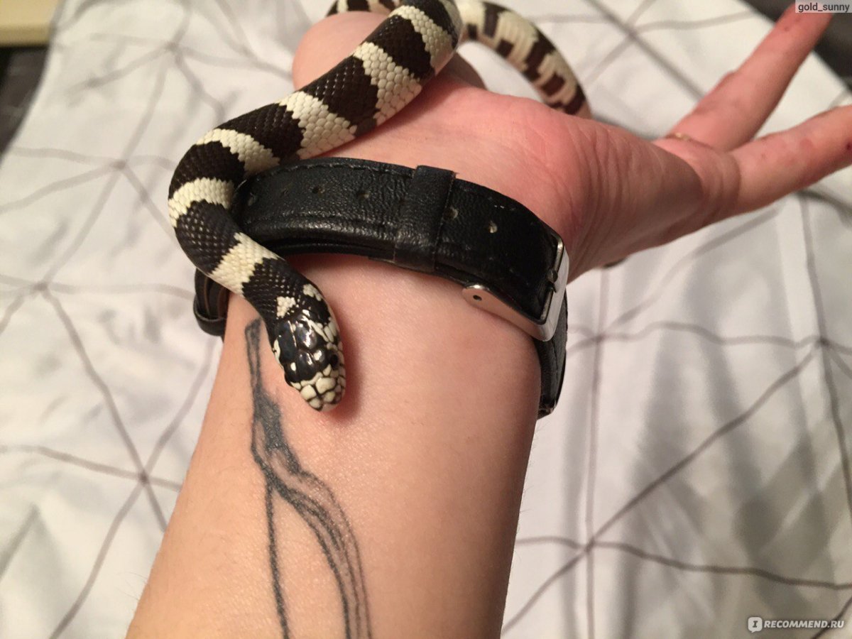 Калифорнийская Королевская змея укус