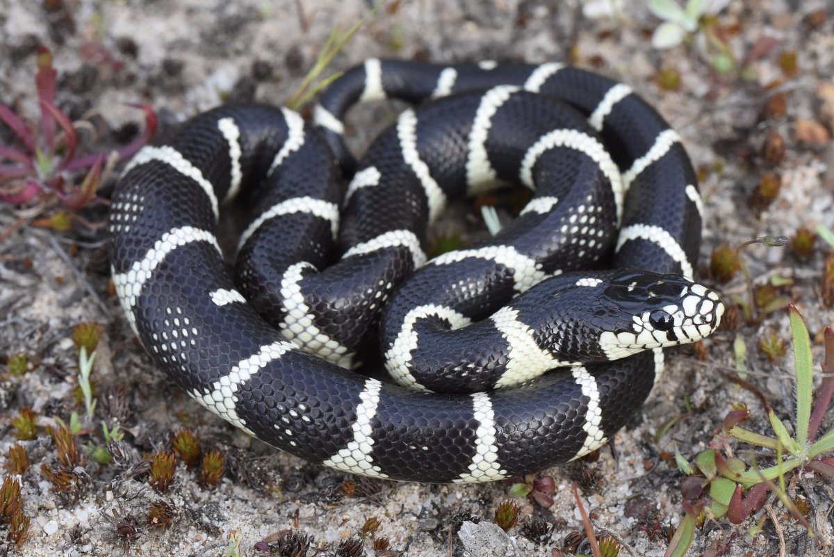 Королевская змея Горная хуачукская