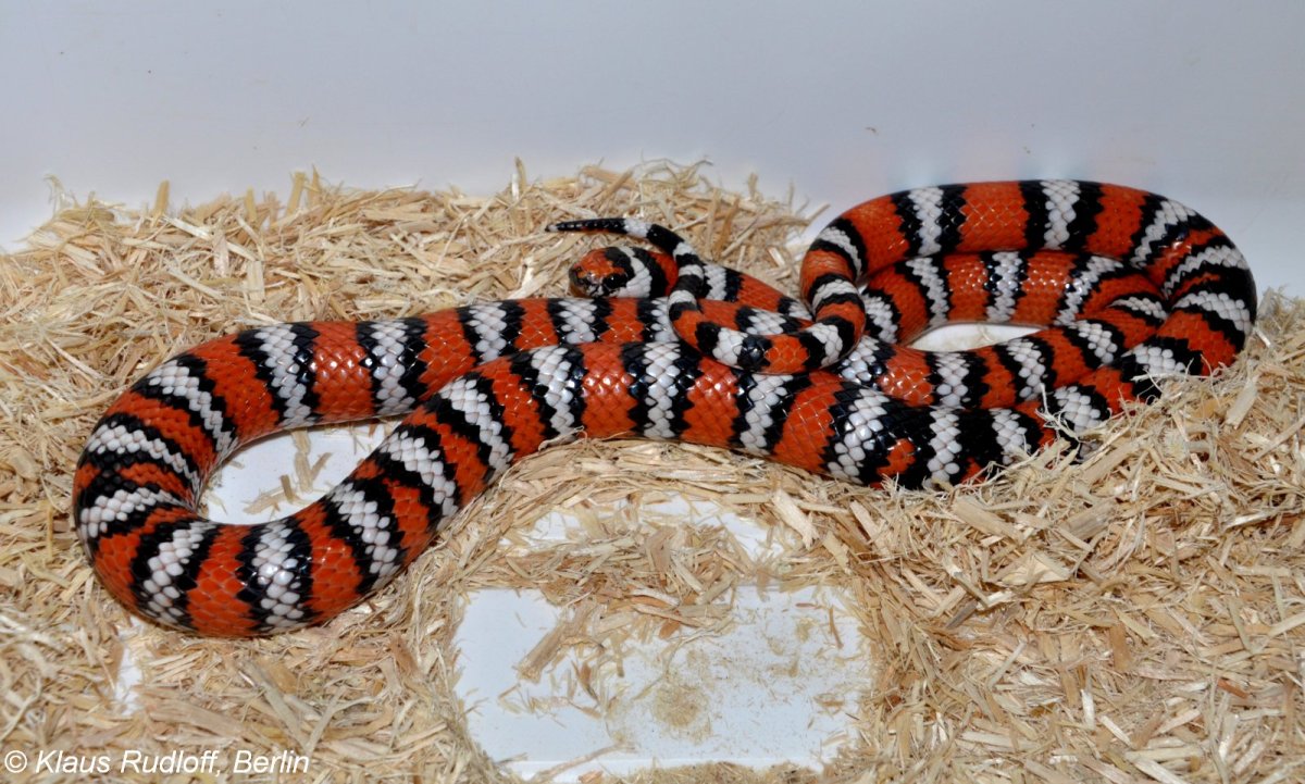 Lampropeltis zonata