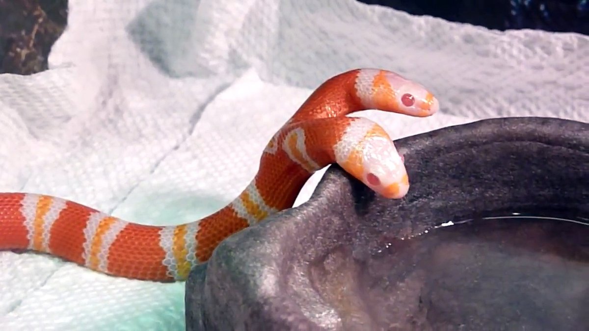 Змея водная двухголовая