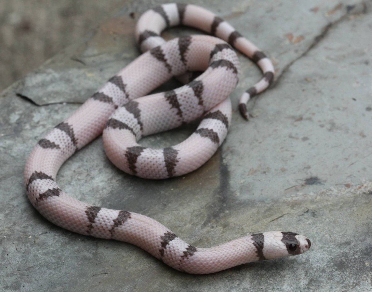 Королевская змея Горная хуачукская