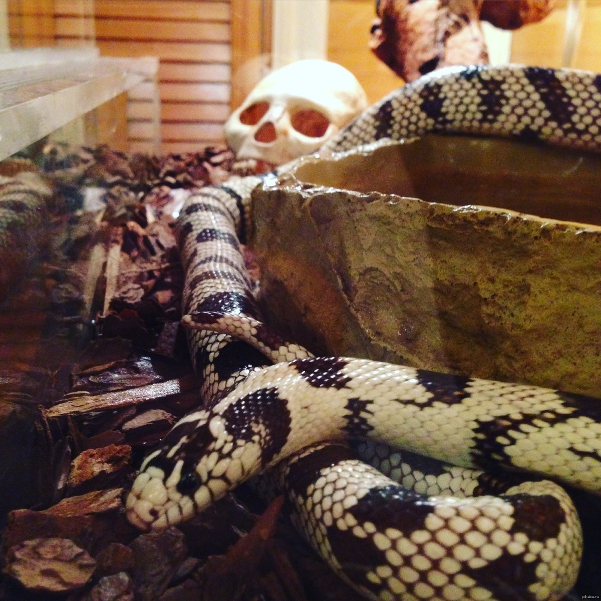 Калифорнийская Королевская змея в террариуме