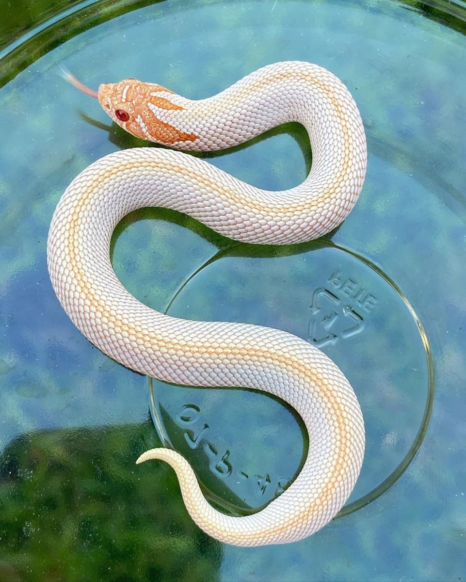 Морфы свиноносых ужей