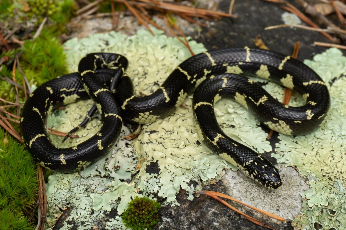 Королевская змея обыкновенная Брукса