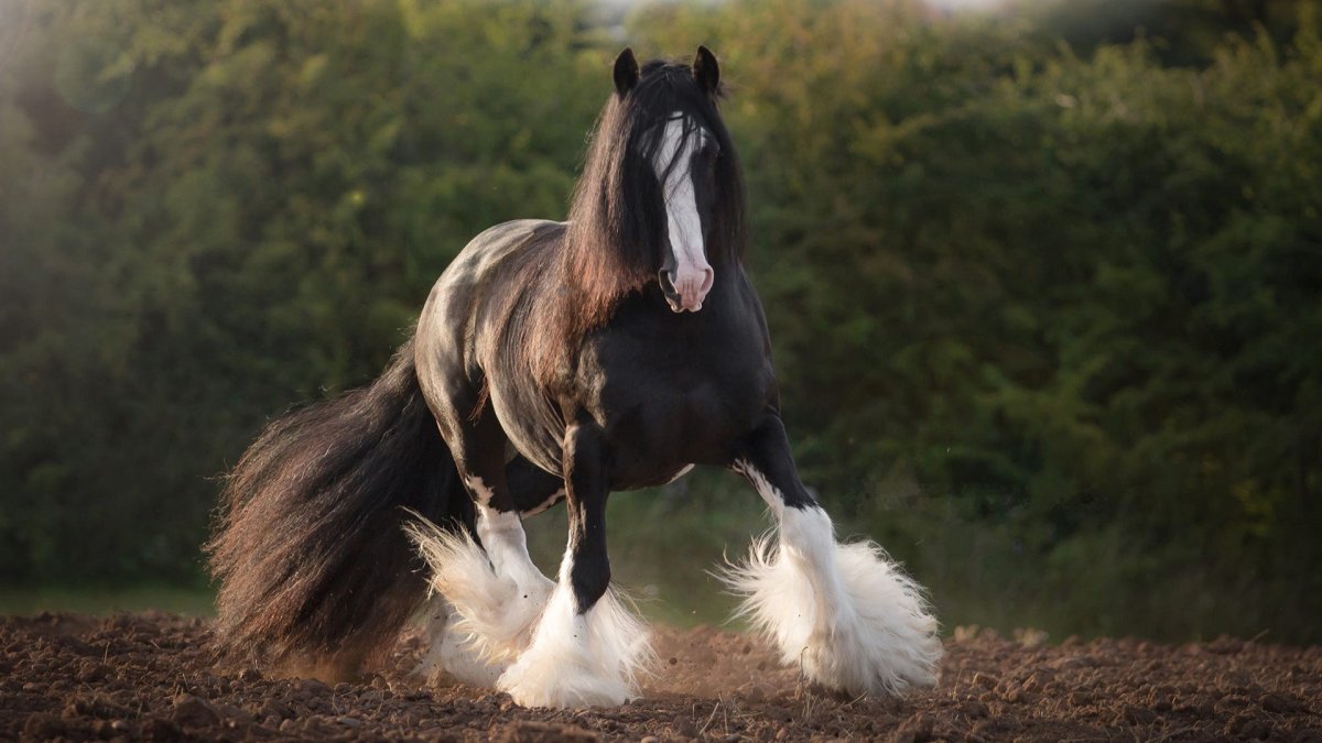 Тяжеловоз Шайр черный