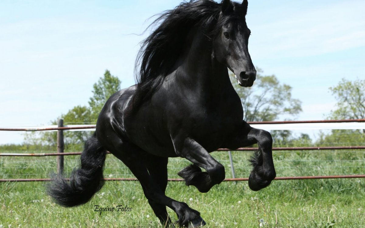 Фризская лошадь белая