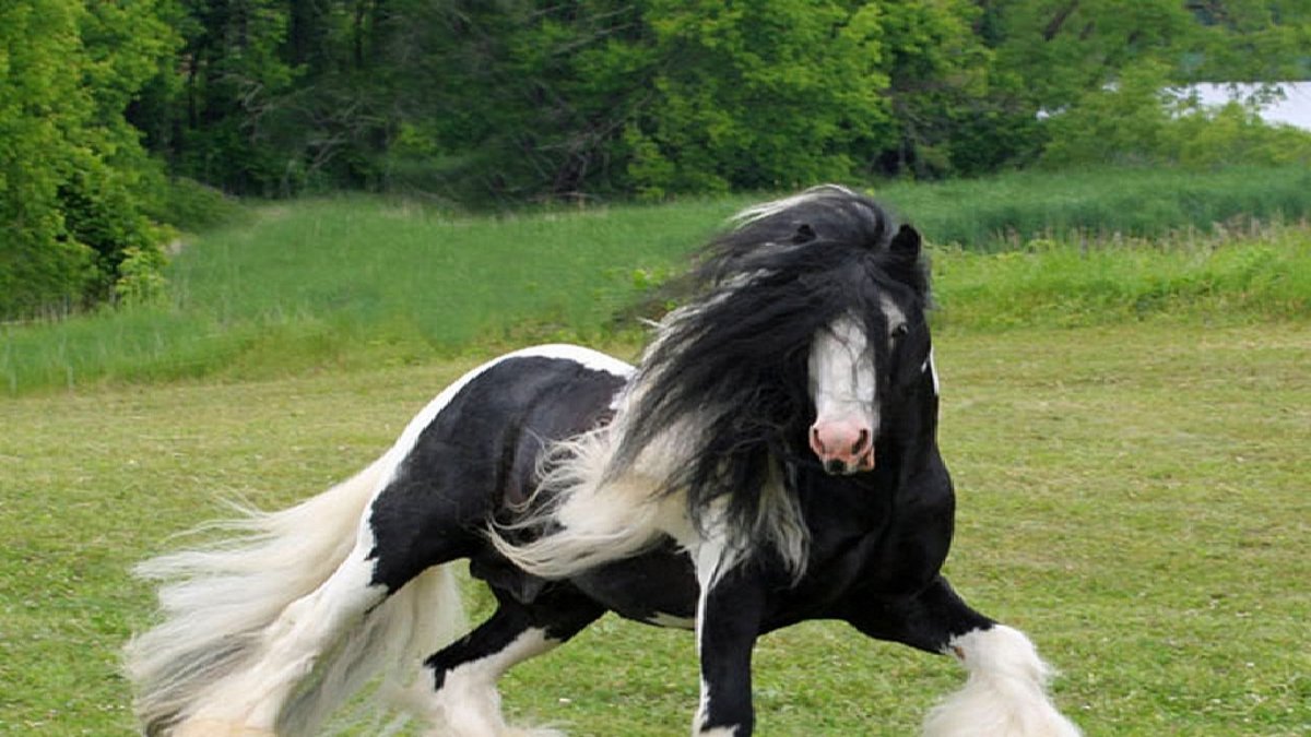 Лошади породы Шайр