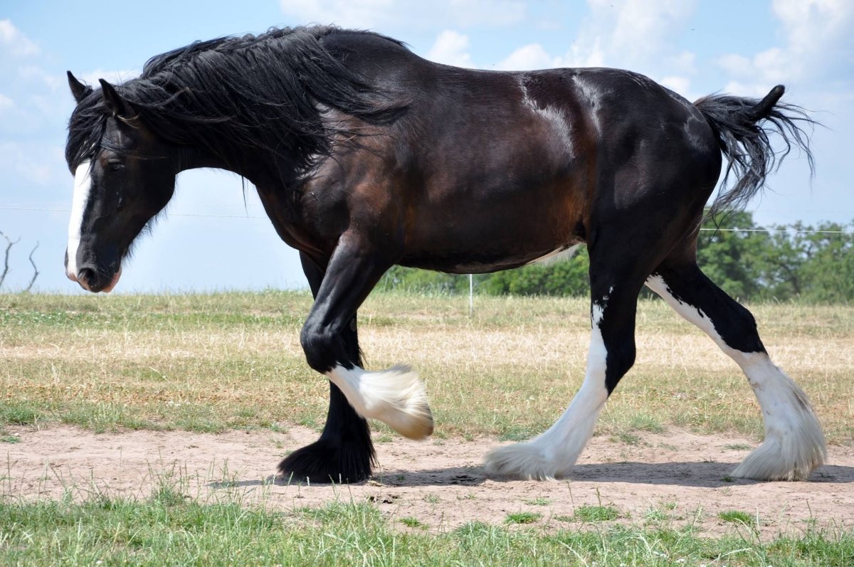 Шайр черный