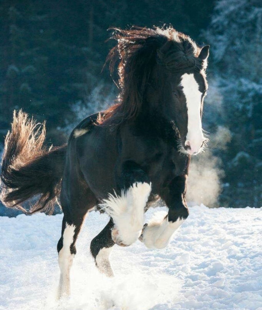 Шайр Эстетика