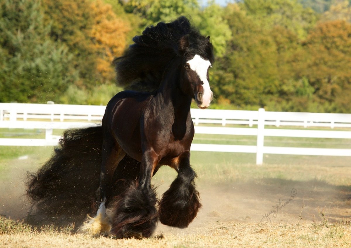 Лошадь породы Gypsy Vanner