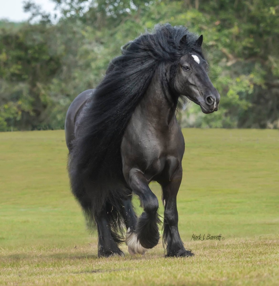 Лошади породы Шайр