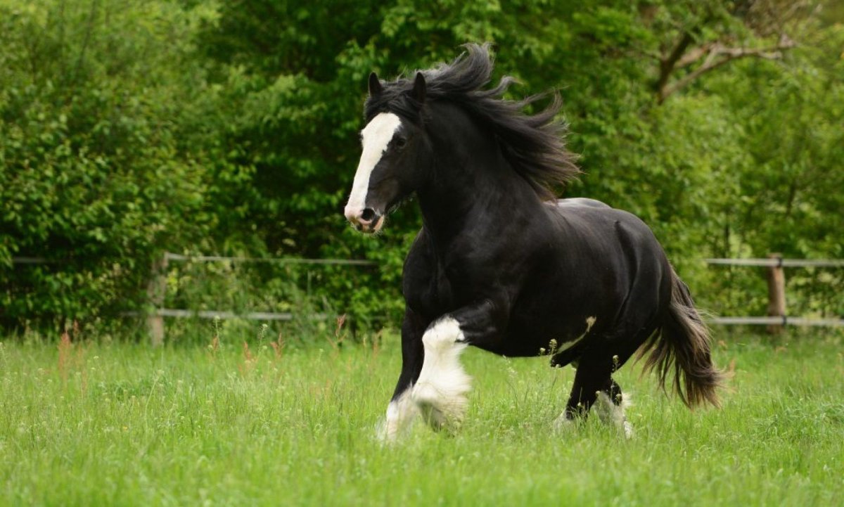 Породы лошадей Шайр галоп