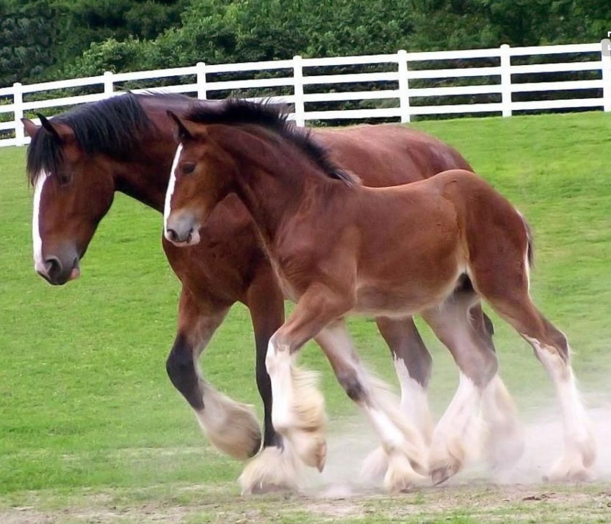 Лошади породы Шайр жеребята
