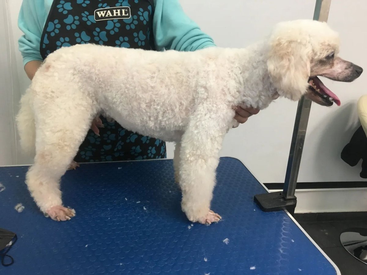 Азиатская стрижка пуделя фото