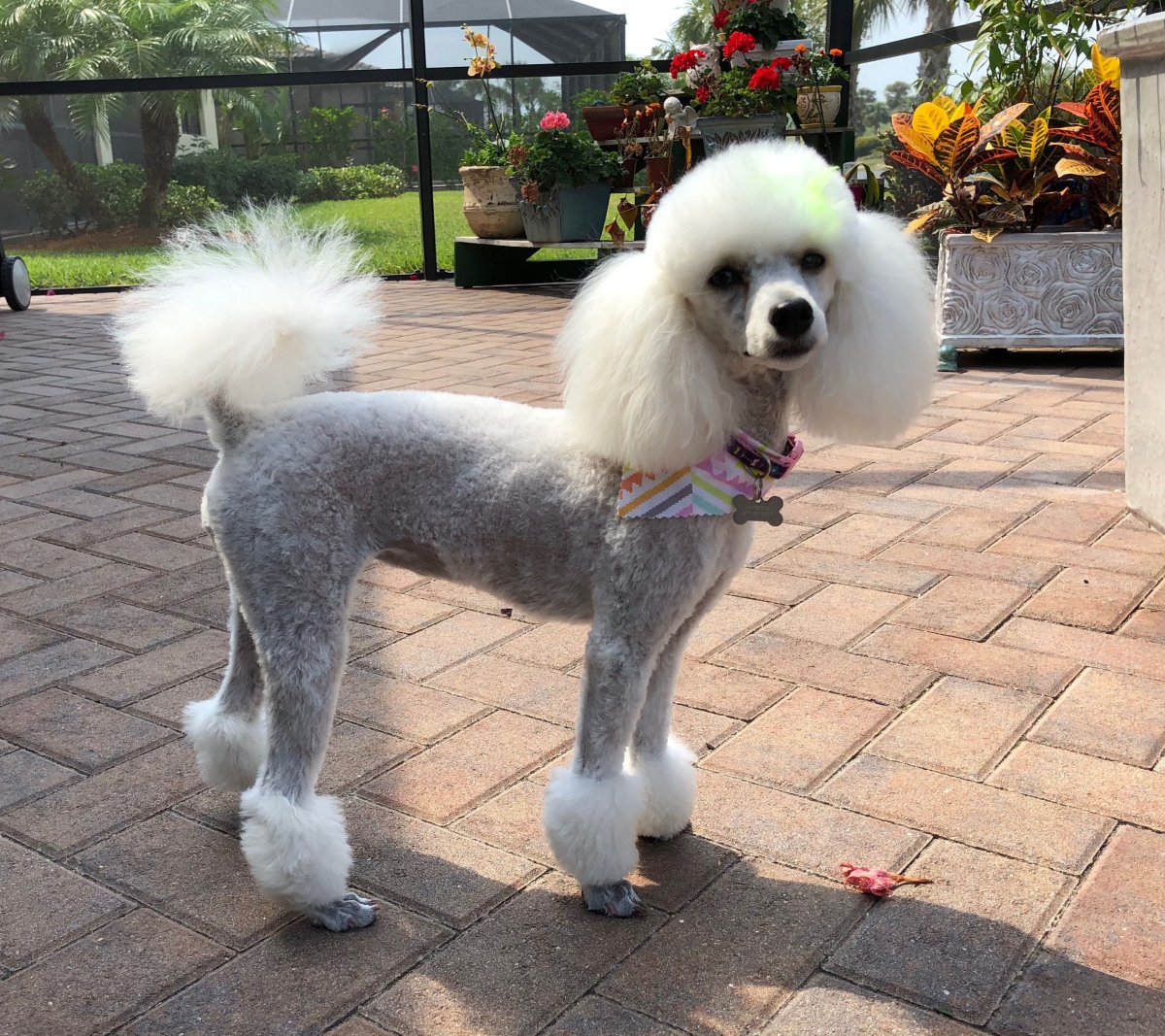 Карликовый Королевский пудель