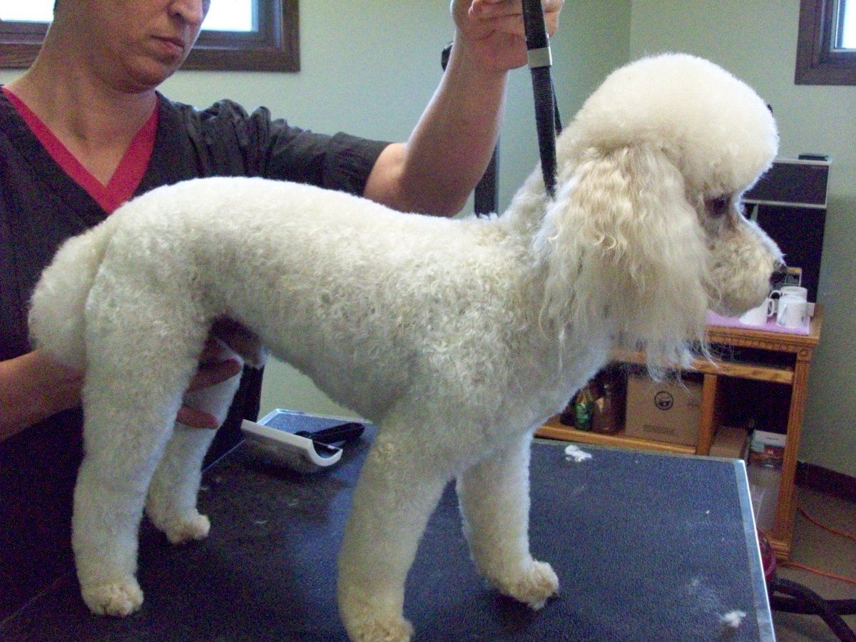 Королевский пудель спортивная стрижка