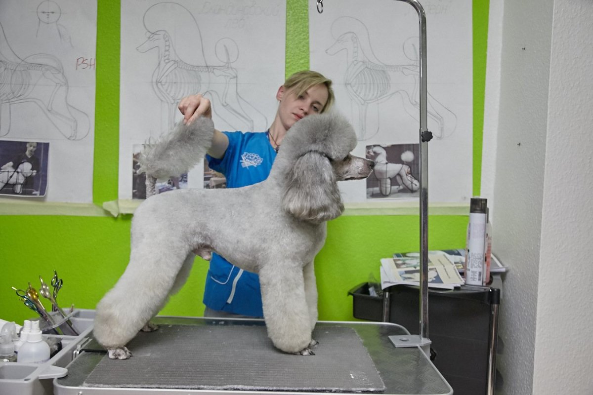 Пудель груминг Бардышева