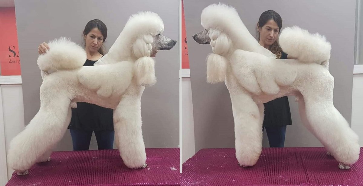 Стрижка пуделя с крыльями