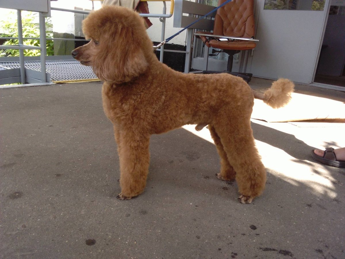 Карликовый пудель стрижка Модерн