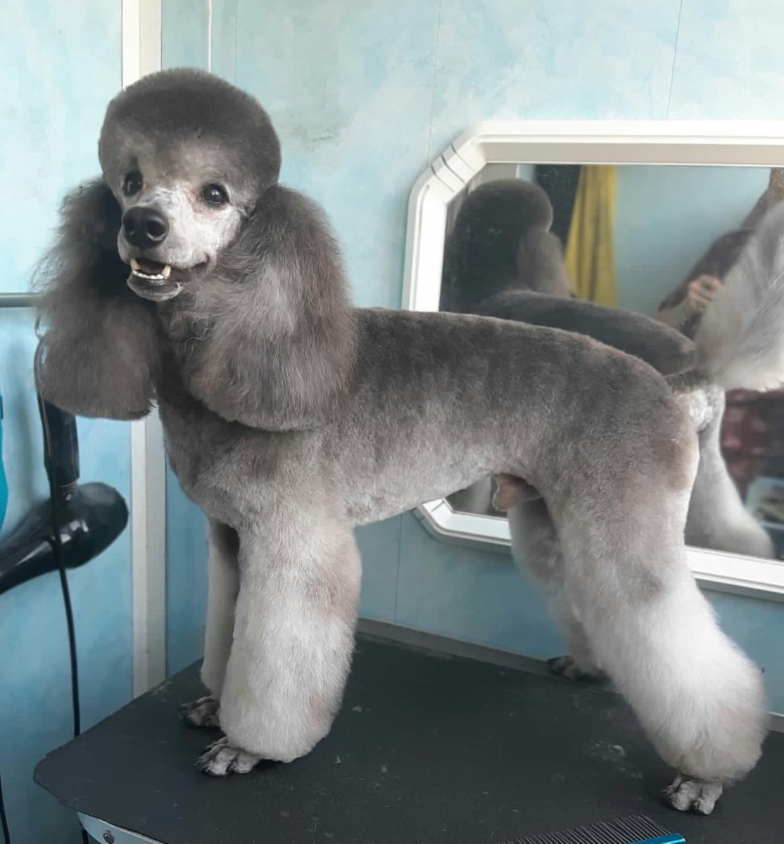 Стрижка пуделя Модерн фото