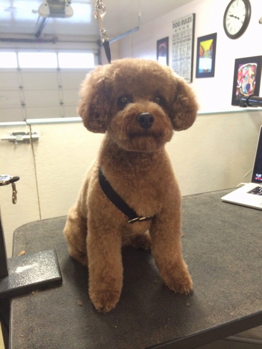 Карликовый пудель Тедди