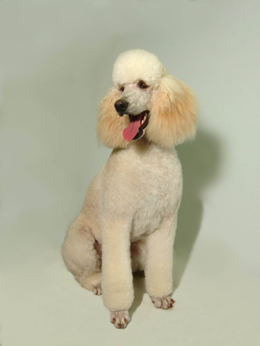 Стрижка пуделя Кеннель