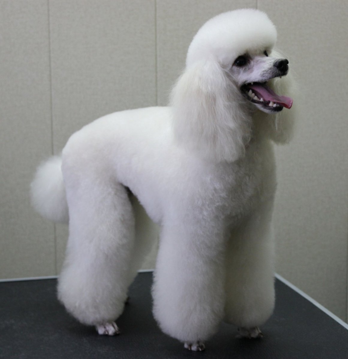 Стрижка пуделя Кеннель