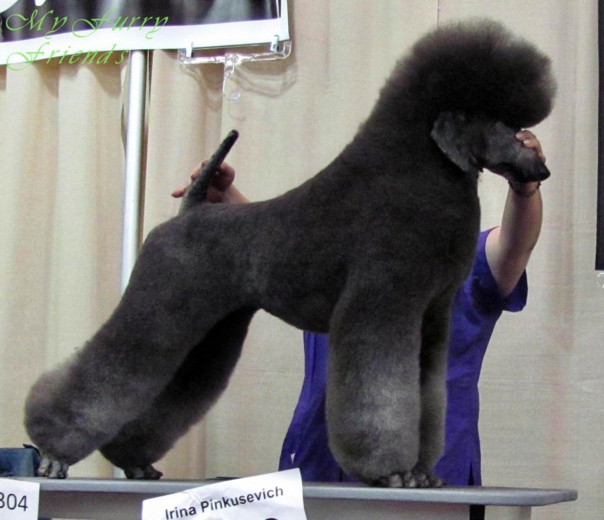 Королевский пудель стрижка Лев