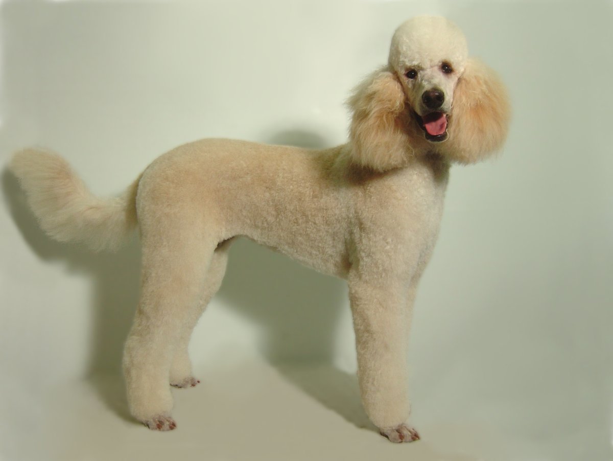 Королевский пудель груминг