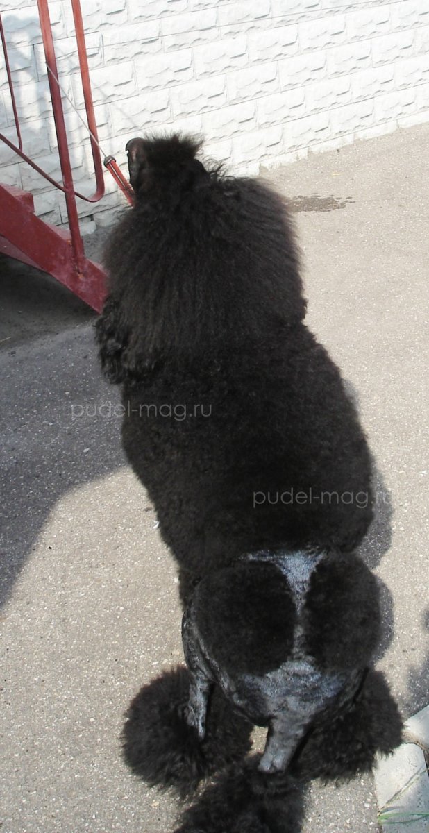 Пудель Лев Континенталь