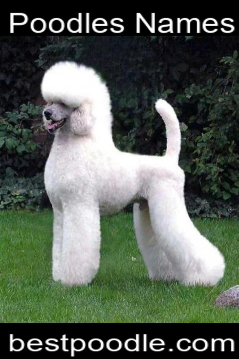 Королевский пудель ФЦИ